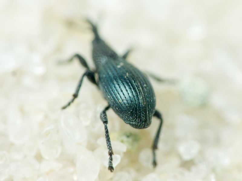 Apionidae Schönherr, 1823